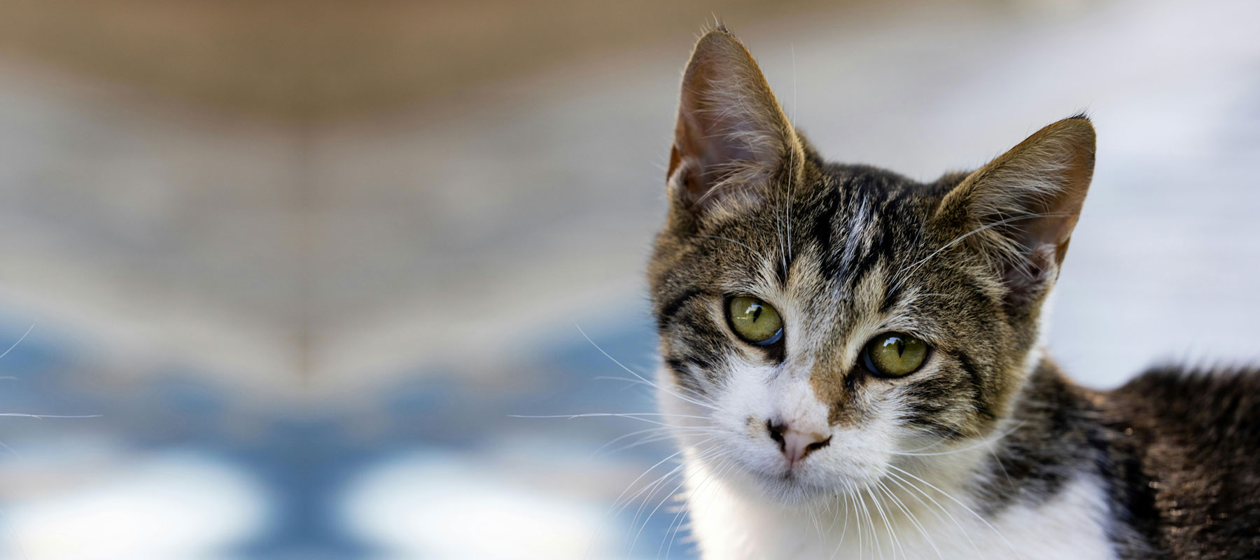 Voor een gelukkige kat en een zorgeloze band