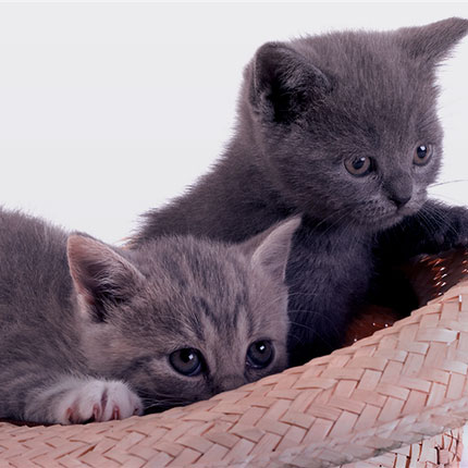 Start to cat
